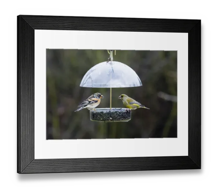 Framed Print : Brambling & Greenfinch on garden feeder UK winter Framed Print : Brambling & Greenfinch on garden feeder UK winter