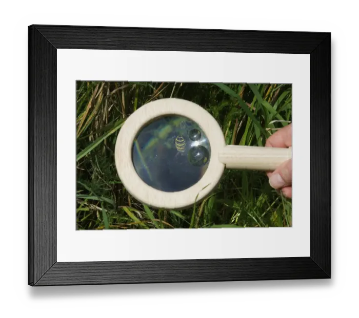Framed Print : young boy with magnifying glass looking at wasp spider in garden kent uk Framed Print : young boy with magnifying glass looking at wasp spider in garden kent uk