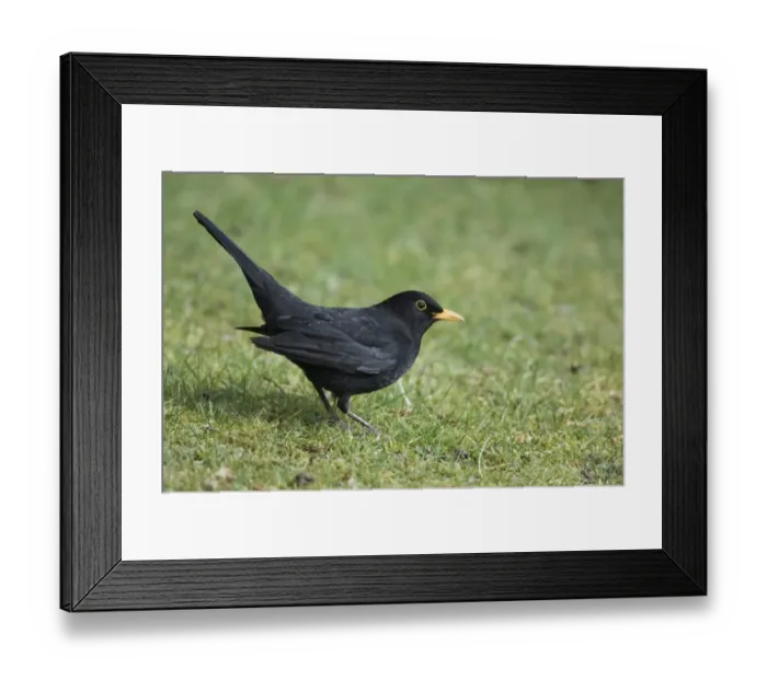Framed Print : Blackbird, Turdus merula, male Kent, early spring Framed Print : Blackbird, Turdus merula, male Kent, early spring