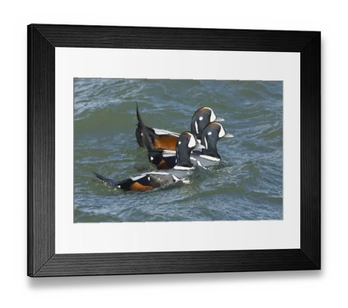 Framed Print : Harlequin Ducks Histrionicus histrionicus New Jersey USA winter Framed Print : Harlequin Ducks Histrionicus histrionicus New Jersey USA winter