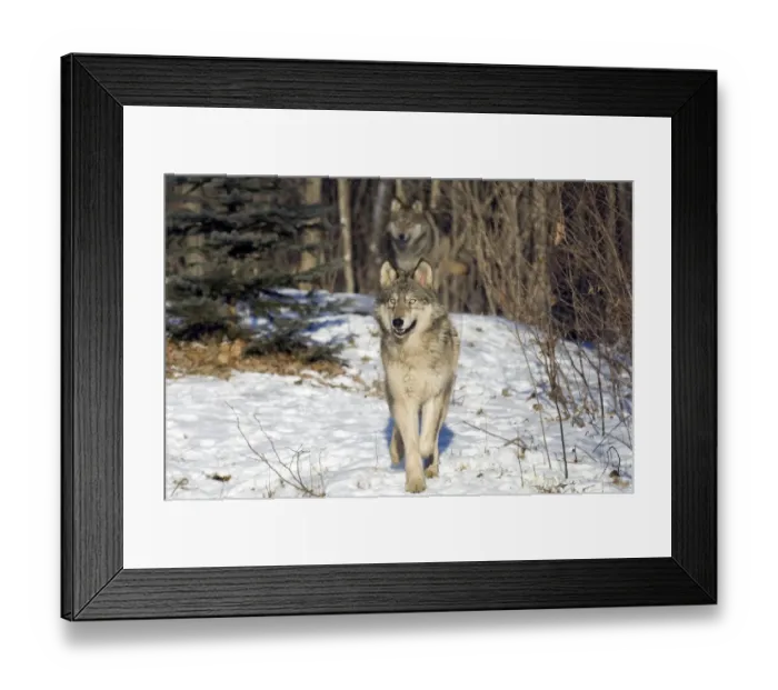 Framed Print : Wolves Canus lupus Minnesota N America January Framed Print : Wolves Canus lupus Minnesota N America January