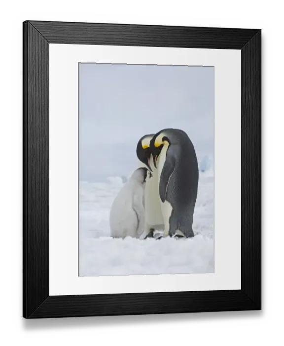 Framed Print : Emperor Penguin Aptenodytes forsteri Snow Hill Island Weddell Sea Antarctica November Framed Print : Emperor Penguin Aptenodytes forsteri Snow Hill Island Weddell Sea Antarctica November