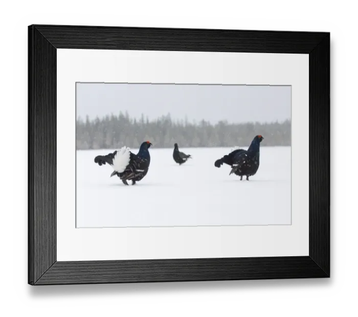 Framed Print : Black Grouse Tetrao tetrix lekking in snow March Framed Print : Black Grouse Tetrao tetrix lekking in snow March