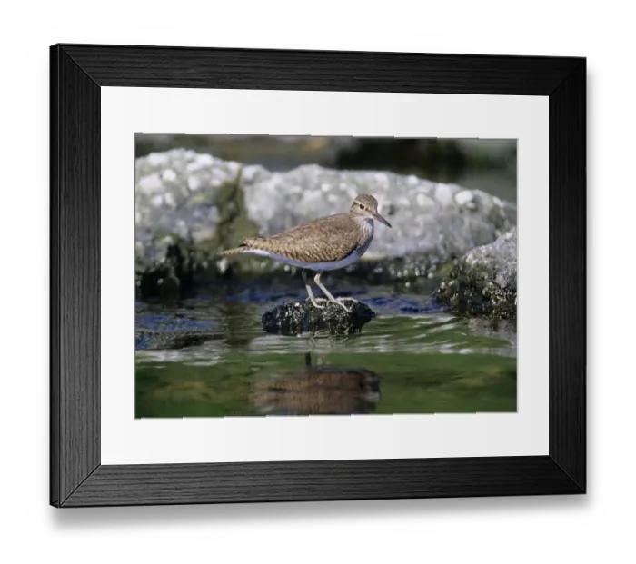 Framed Print : Common Sandpiper Actitis hypoleucos Scotland spring Framed Print : Common Sandpiper Actitis hypoleucos Scotland spring