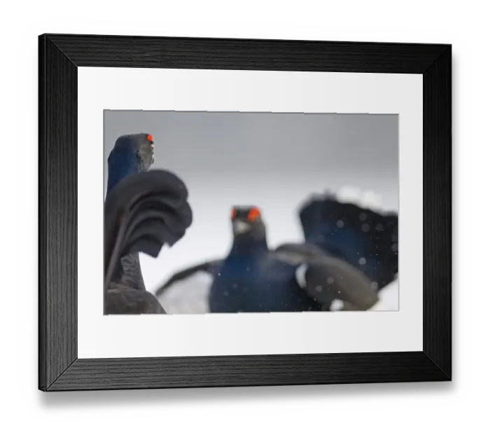 Framed Print : Black Grouse on lek Finland April Framed Print : Black Grouse on lek Finland April