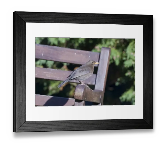 Framed Print : Blackbird female Turdus merula on garden bench Kent UK summer