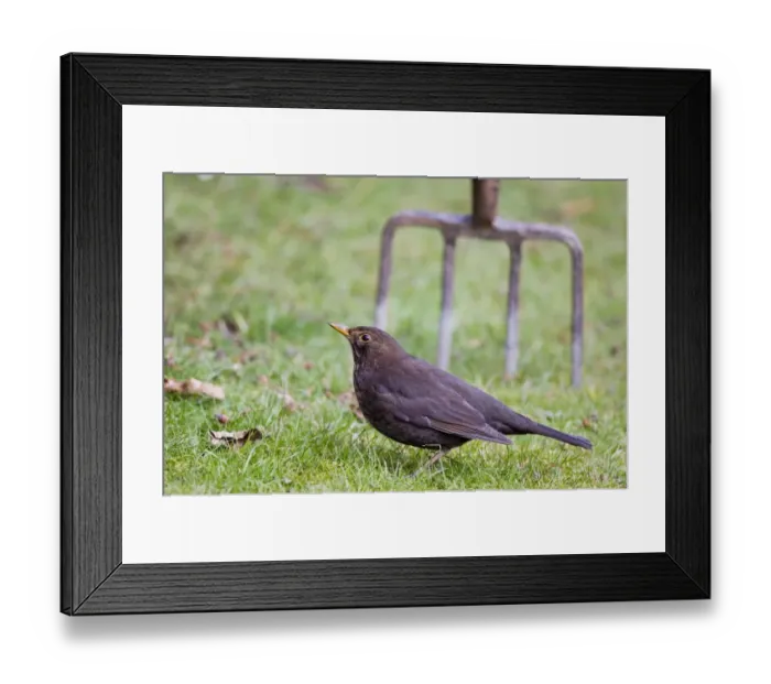 Framed Print : Blackbird female Turdus merula in garden Kent UK Framed Print : Blackbird female Turdus merula in garden Kent UK