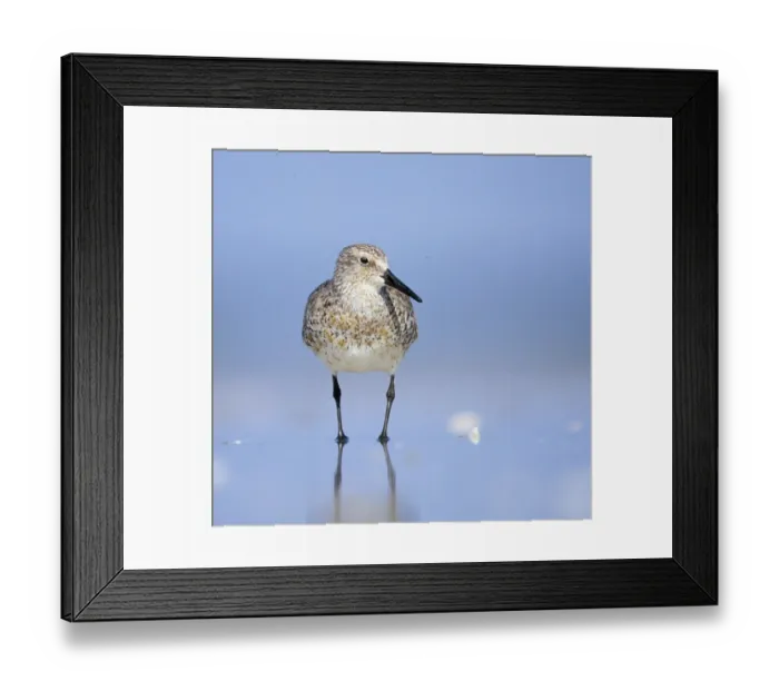 Framed Print : Knot Calidris canutus Snettisham Norfolk autumn Framed Print : Knot Calidris canutus Snettisham Norfolk autumn