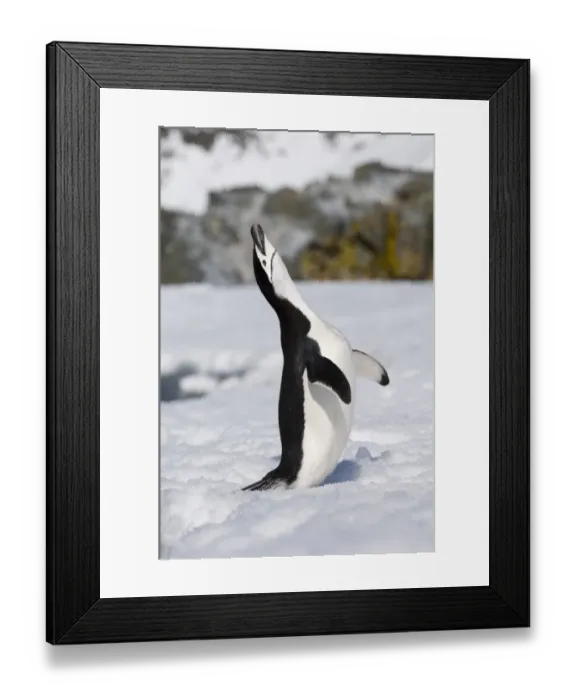 Framed Print : Chinstrap Penguin calling Half Moon Island Antarctica Framed Print : Chinstrap Penguin calling Half Moon Island Antarctica