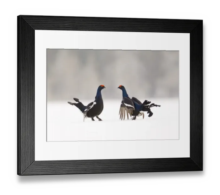 Framed Print : Black Grouse on lek Finland April Framed Print : Black Grouse on lek Finland April