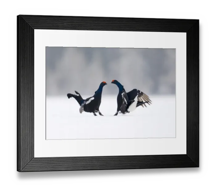 Framed Print : Black Grouse at lek Finland April Framed Print : Black Grouse at lek Finland April