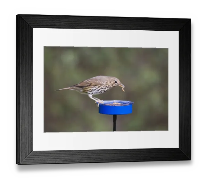 Framed Print : Song Thrush Turdus philomelos feeding on meal worms in garden Framed Print : Song Thrush Turdus philomelos feeding on meal worms in garden