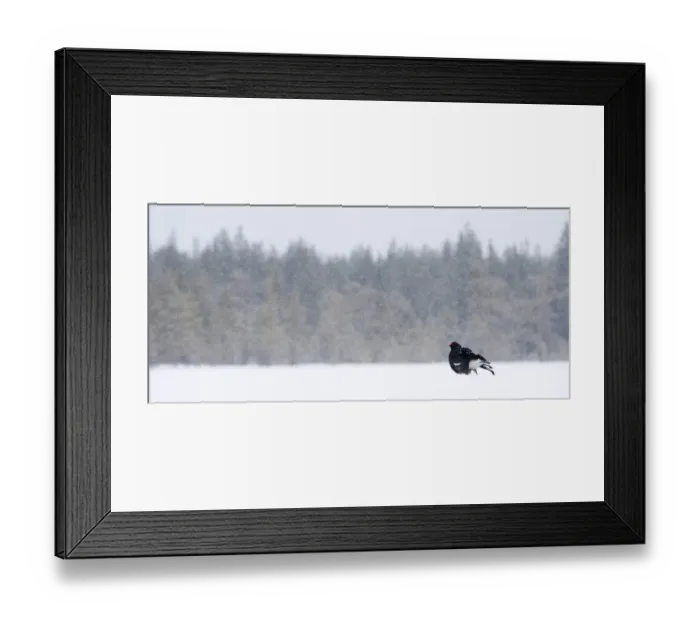 Framed Print : Black Grouse Framed Print : Black Grouse