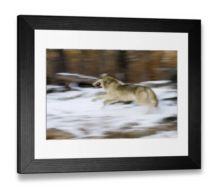 Framed Print : Wolf Canus lupus running through forest Minnesota N America January Framed Print : Wolf Canus lupus running through forest Minnesota N America January