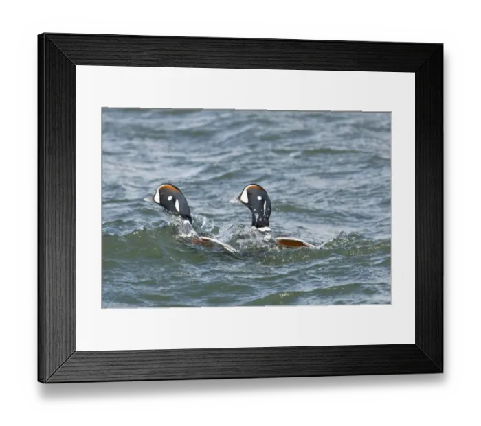 Framed Print : Harlequin Ducks Histrionicus histrionicus New Jersey USA winter Framed Print : Harlequin Ducks Histrionicus histrionicus New Jersey USA winter