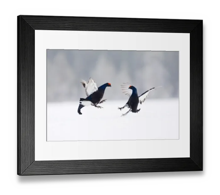 Framed Print : Black Grouse on lek Finland April