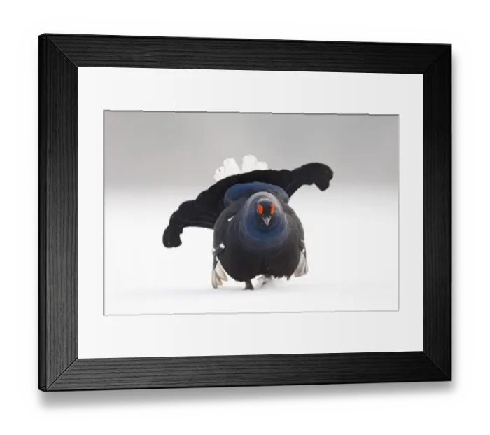Framed Print : Black Grouse at lek Finland April