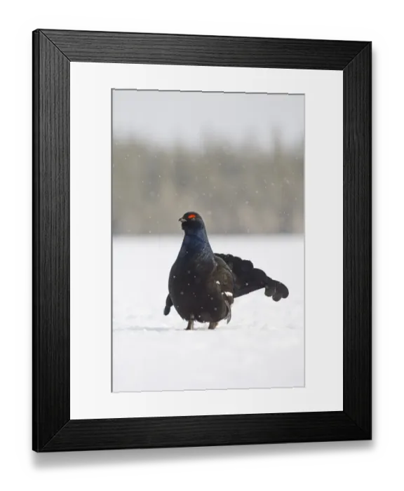 Framed Print : Black Grouse Tetrao tetrix male displaying at lek Finland April Framed Print : Black Grouse Tetrao tetrix male displaying at lek Finland April