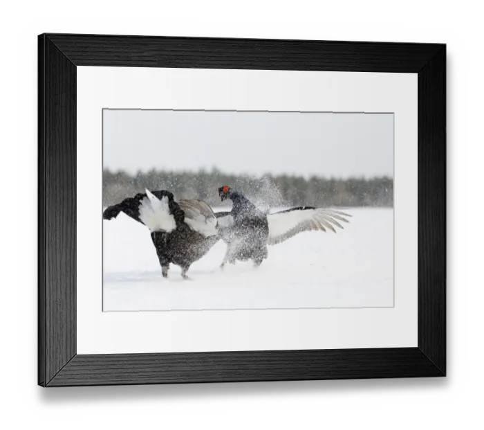 Framed Print : Black Grouse at lek Finland April Framed Print : Black Grouse at lek Finland April