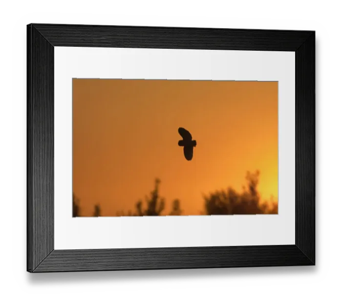 Framed Print : Barn Owl, Tyto alba, hunting over grazing marshes, Cley North Norfolk, summer Framed Print : Barn Owl, Tyto alba, hunting over grazing marshes, Cley North Norfolk, summer