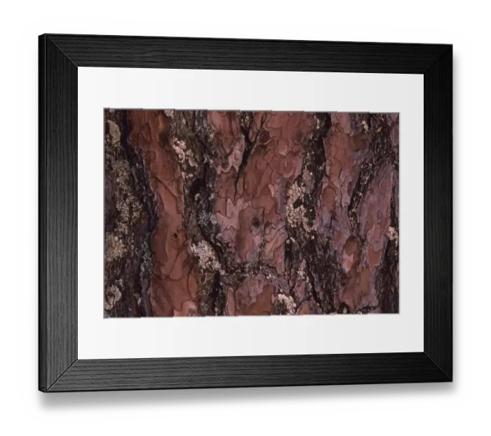 Framed Print : Close up of bark of Scots Pine Abernethy Scotland