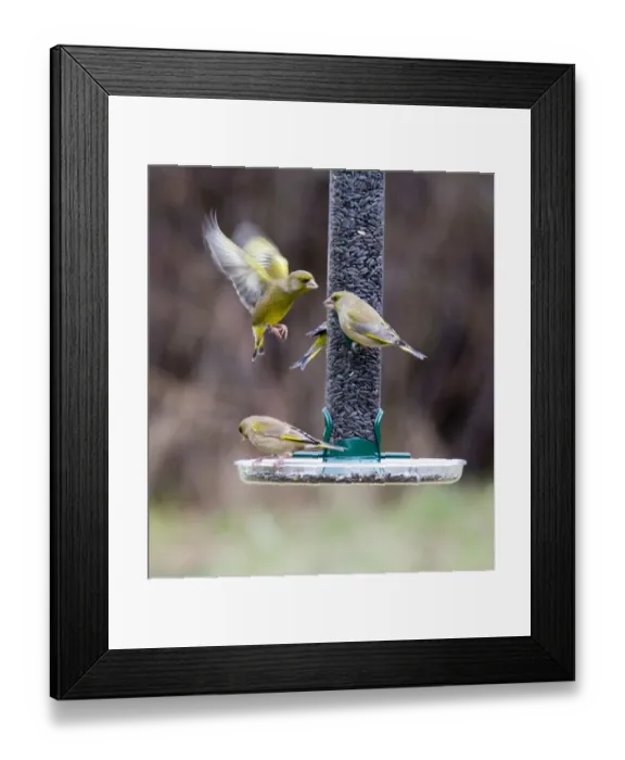 Framed Print : Greenfinches on garden feeder Framed Print : Greenfinches on garden feeder