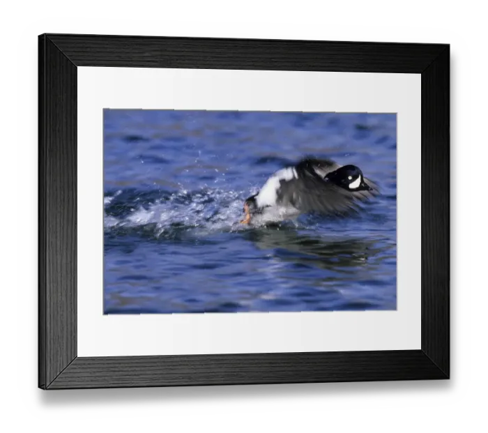 Framed Print : Barrows Goldeneye Bucephala islandica male taking off Iceland summer Framed Print : Barrows Goldeneye Bucephala islandica male taking off Iceland summer