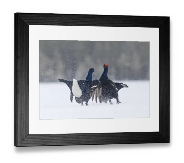 Framed Print : Black Grouse Tetrao tetrix males fighting at lek Finland April Framed Print : Black Grouse Tetrao tetrix males fighting at lek Finland April