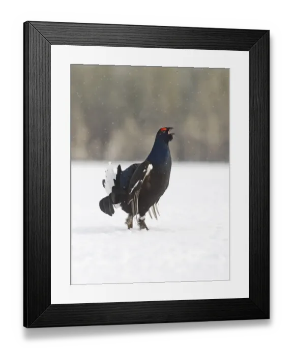 Framed Print : Black Grouse Tetrao tetrix male displaying at lek Finland April Framed Print : Black Grouse Tetrao tetrix male displaying at lek Finland April