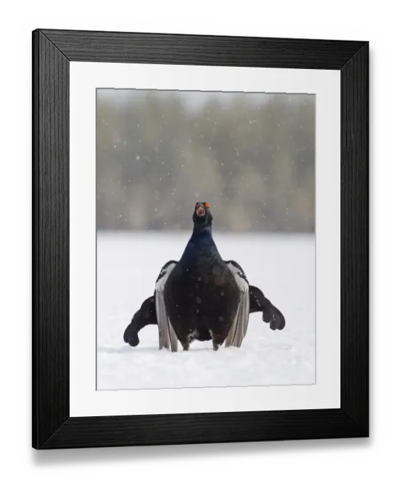 Framed Print : Black Grouse Tetrao tetrix male displaying at lek Finland April Framed Print : Black Grouse Tetrao tetrix male displaying at lek Finland April