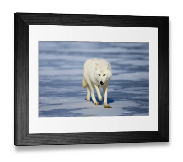 Framed Print : Arctic (White) Wolf native to Ellesmere Island / Greenland January Framed Print : Arctic (White) Wolf native to Ellesmere Island / Greenland January