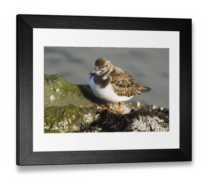 Framed Print : Turnstone Arenaria interpres winter UK Framed Print : Turnstone Arenaria interpres winter UK