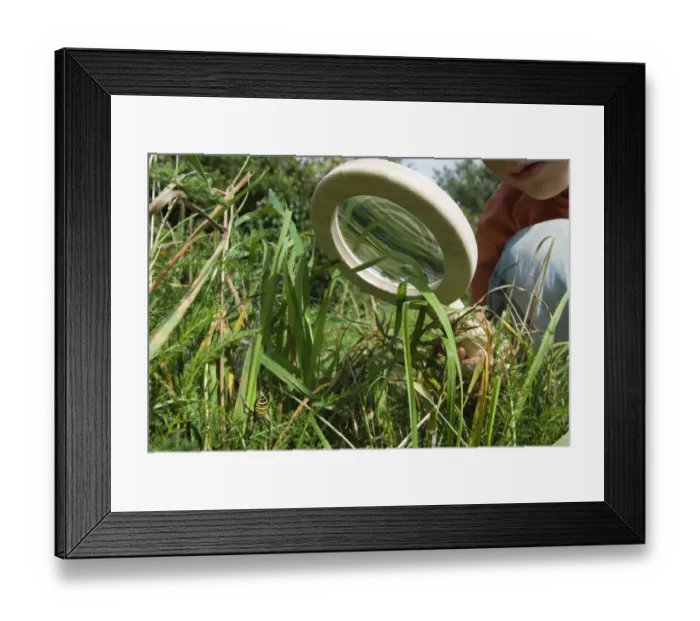 Framed Print : young boy looking at Wasp Spider through magnifying glass in garden Kent UK Framed Print : young boy looking at Wasp Spider through magnifying glass in garden Kent UK