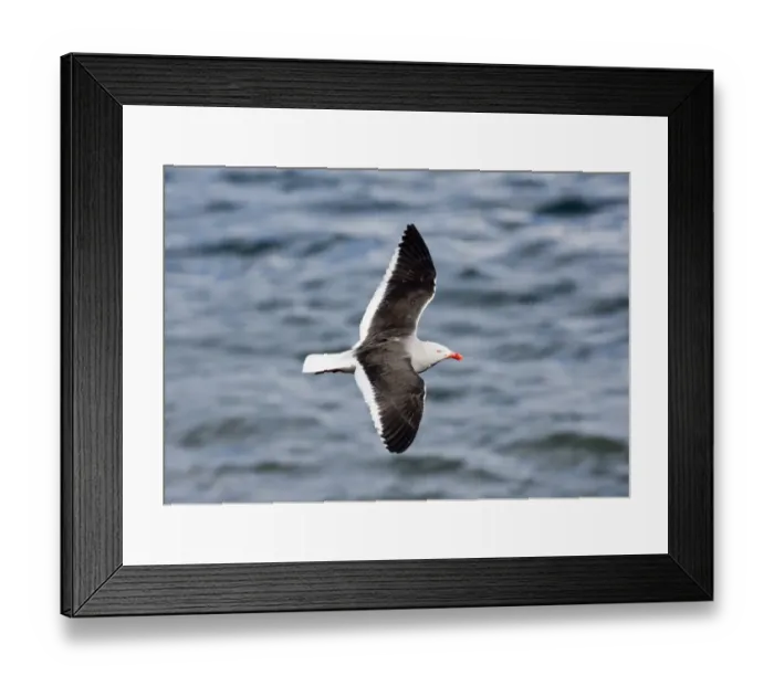 Framed Print : 01936dt. Dolphin
