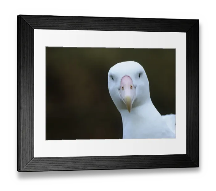 Framed Print : Wandering Albatross Albatross Island in Bay of Isles South Georgia January Framed Print : Wandering Albatross Albatross Island in Bay of Isles South Georgia January