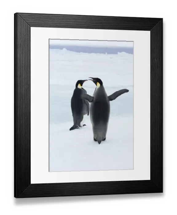 Framed Print : 01968dt. Emperor Penguins Aptenodytes forsteri Snow Hill Island Antarctica November Framed Print : 01968dt. Emperor Penguins Aptenodytes forsteri Snow Hill Island Antarctica November