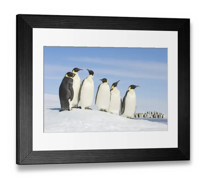 Framed Print : 01949dt. Emperor Penguins Aptenodytes forsteri Snow Hill Island Antarctica November