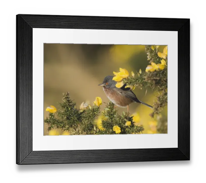 Framed Print : Dartford Warbler Sylvia undata male on lowland heath Surrey April Framed Print : Dartford Warbler Sylvia undata male on lowland heath Surrey April