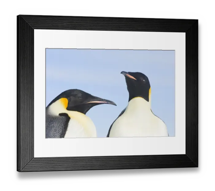 Framed Print : 01950dt. Emperor Penguin Aptenodytes forsteri Snow Hill Island Antarctica November