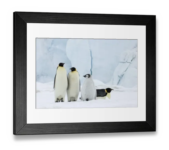 Framed Print : 01959dt. Emperor Penguins Aptenodytes forsteri Snow Hill Island Antarctica November