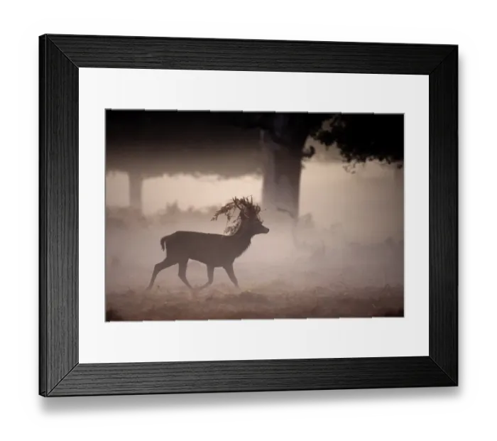 Framed Print : Red Deer Cervus elaphus stag at dawn during the rut Richmond Park London UK autumn Framed Print : Red Deer Cervus elaphus stag at dawn during the rut Richmond Park London UK autumn