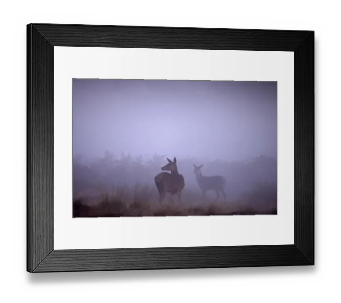 Framed Print : Red Deer Cervus elaphus hind and foal at dawn during the rut Richmond Park London Framed Print : Red Deer Cervus elaphus hind and foal at dawn during the rut Richmond Park London