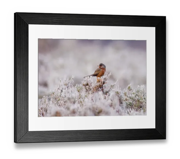 Framed Print : Dartford Warbler Sylvia undata male on lowland heath Surrey on frosty morning April Framed Print : Dartford Warbler Sylvia undata male on lowland heath Surrey on frosty morning April