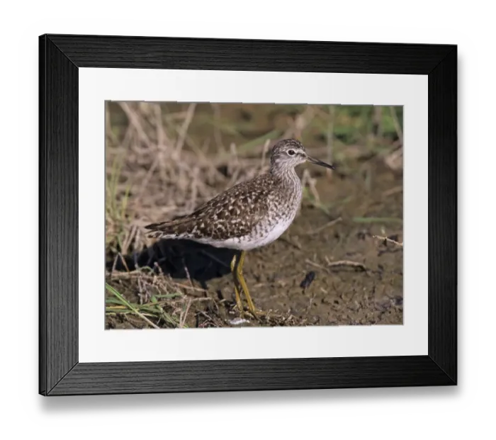 Framed Print : Wood Sandpiper Tringa glareola adult in spring Greece Framed Print : Wood Sandpiper Tringa glareola adult in spring Greece
