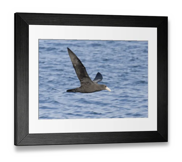 Framed Print : 01944dt. Southern Framed Print : 01944dt. Southern
