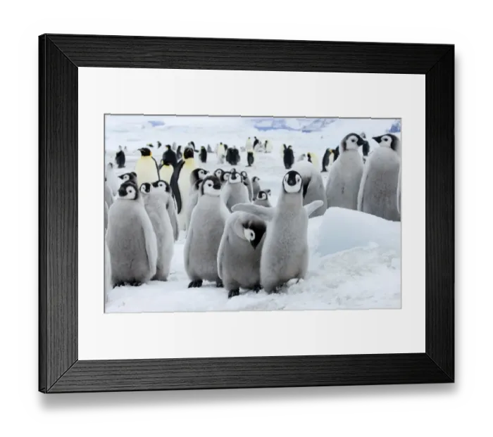 Framed Print : 01963dt. Emperor Penguins Aptenodytes forsteri chicks Snow Hill Island Antarctica November Framed Print : 01963dt. Emperor Penguins Aptenodytes forsteri chicks Snow Hill Island Antarctica November