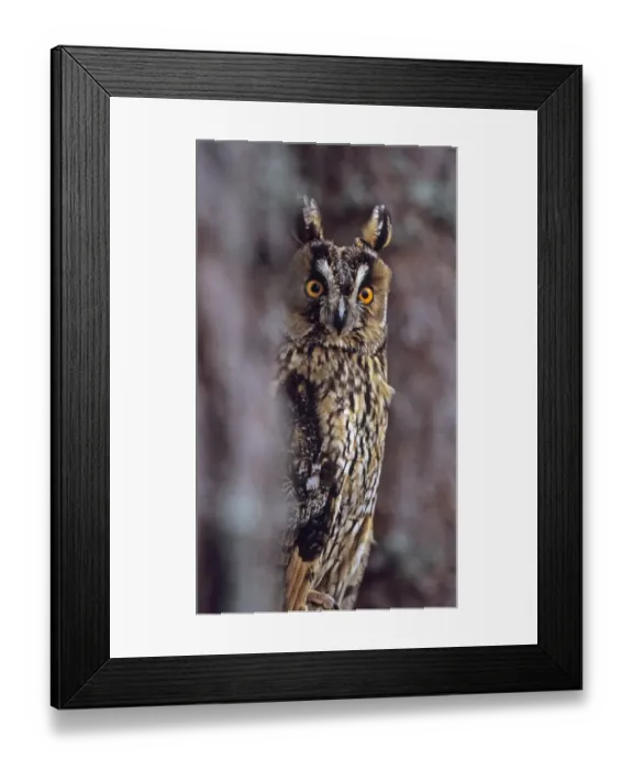 Framed Print : Long-eared Owl Asio otus peering from round tree Scotland spring Framed Print : Long-eared Owl Asio otus peering from round tree Scotland spring
