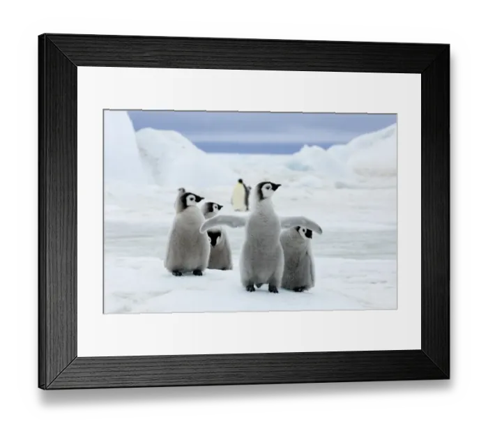 Framed Print : 01961dt. Emperor Penguins Aptenodytes forsteri chicks Snow Hill Island Antarctica November Framed Print : 01961dt. Emperor Penguins Aptenodytes forsteri chicks Snow Hill Island Antarctica November