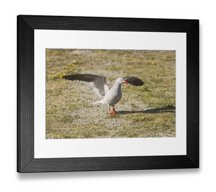 Framed Print : 01941dt. Dolphin Gull Larus scoresbii adult Ushuiaia Argentina November Framed Print : 01941dt. Dolphin Gull Larus scoresbii adult Ushuiaia Argentina November