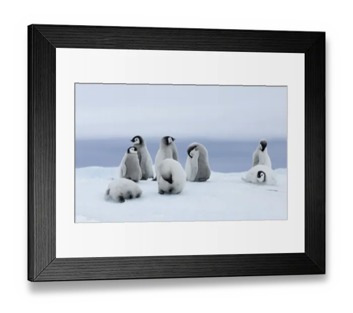 Framed Print : 01967dt. Emperor Penguins Aptenodytes forsteri chicks Snow Hill Island Antarctica November Framed Print : 01967dt. Emperor Penguins Aptenodytes forsteri chicks Snow Hill Island Antarctica November